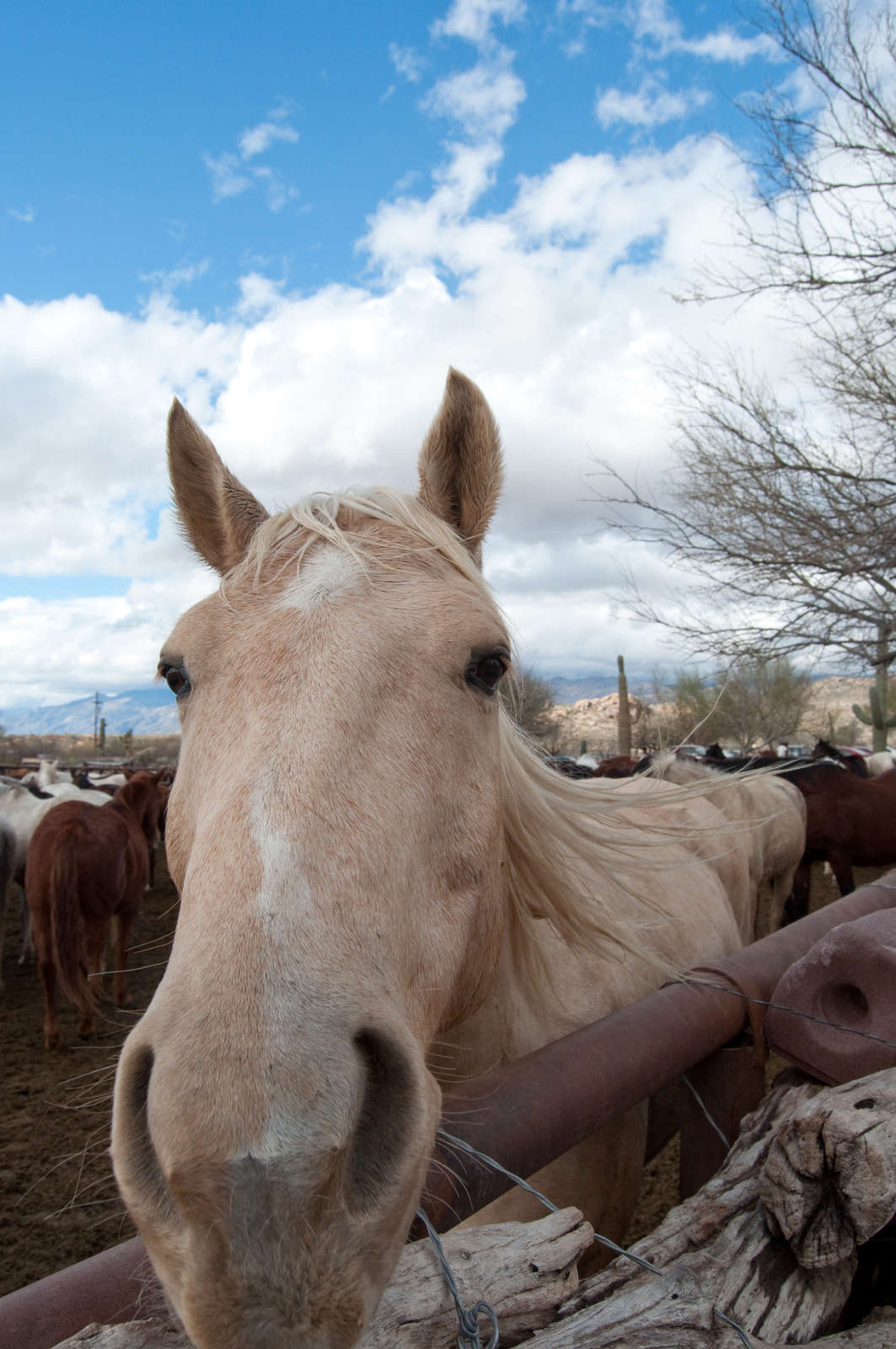 Hotel Tanque Verde Ranch photo 2