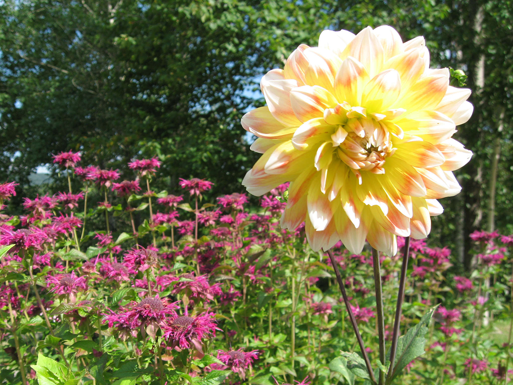 Hotel Birch Ridge Inn photo 5