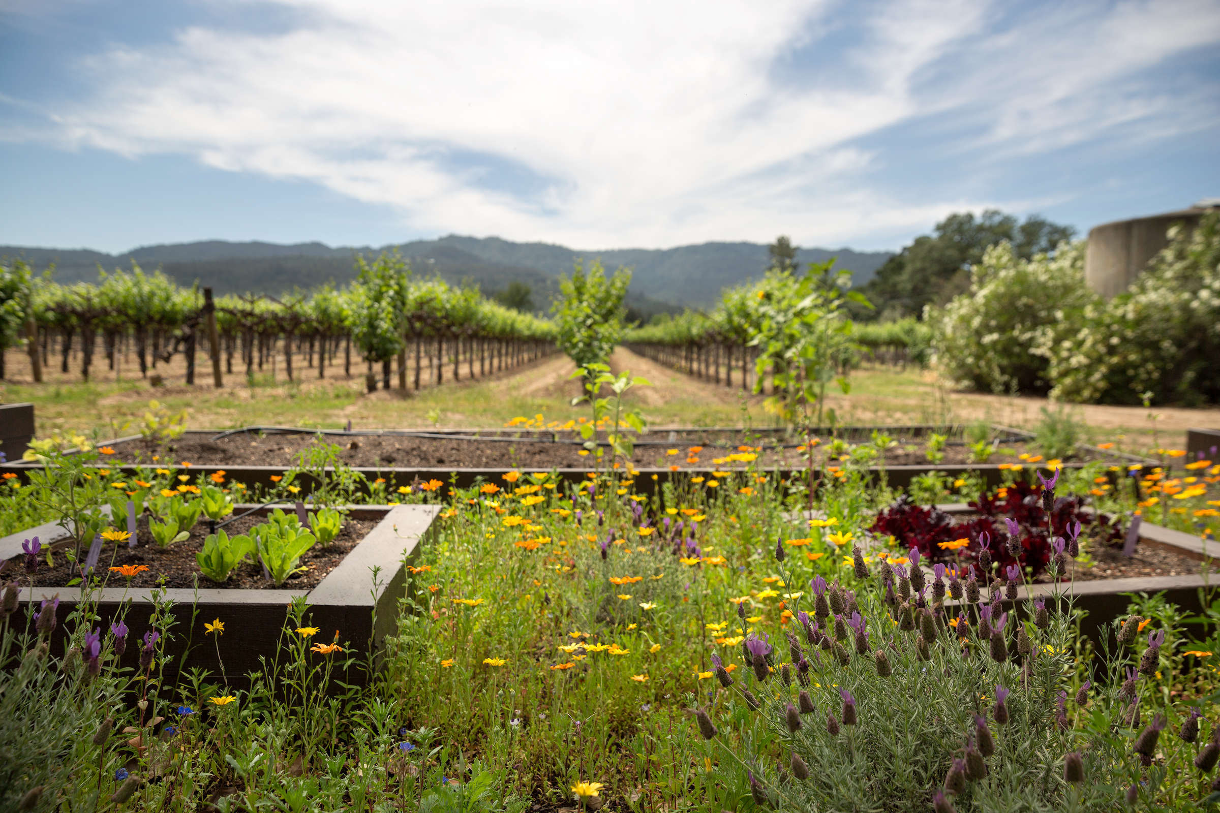 Hotel Harvest Inn by Charlie Palmer photo 5