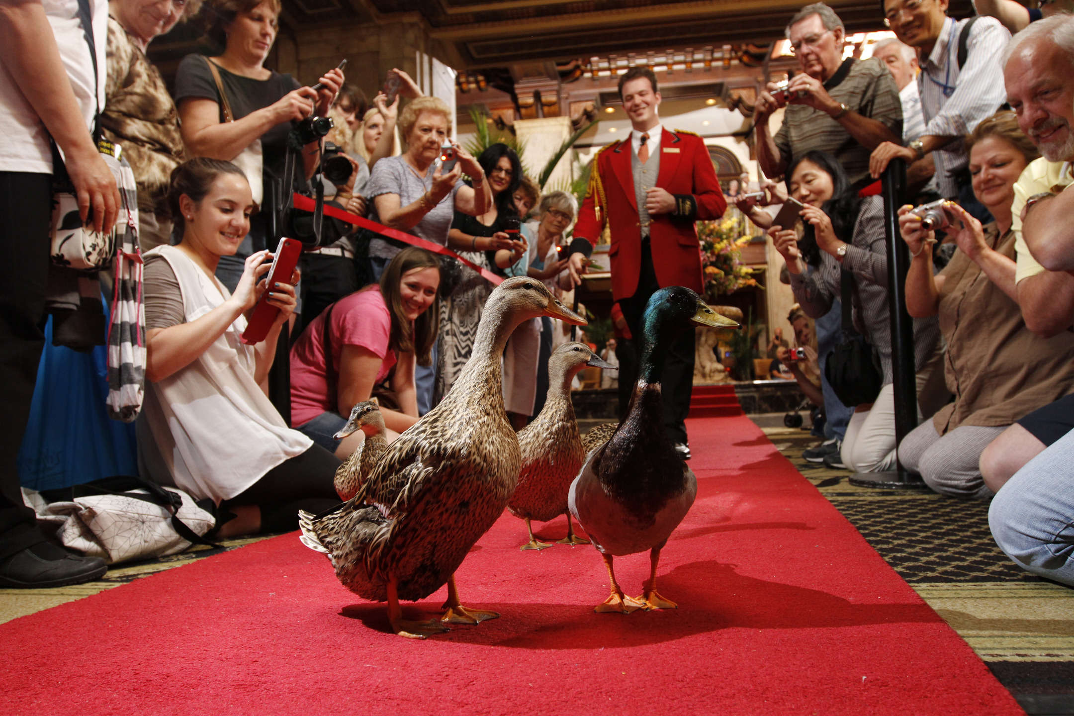 Hotel The Peabody Hotel photo 2