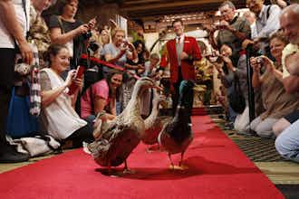 Hotel The Peabody Hotel photo 2